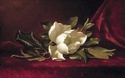 Magnolian kukka, 1888